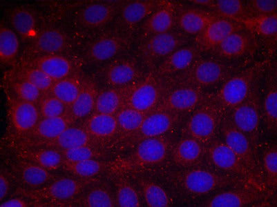 Immunofluorescence staining of methanol-fixed MCF cells using VEGFR2(Phospho-Tyr1214) Antibody.