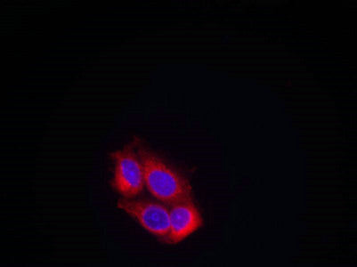 Immunofluorescence staining of methanol-fixed MCF cells using VEGFR2(Ab-951) Antibody.