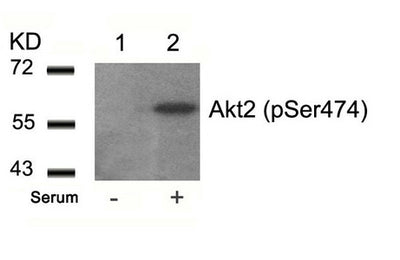 Western blot analysis of extracts from 293 cells untreated(lane 1) or treated with serum(lane 2) using Akt2(Phospho-Ser474) Antibody.Rabbit anti-Human AKT2 Polyclonal Antibody