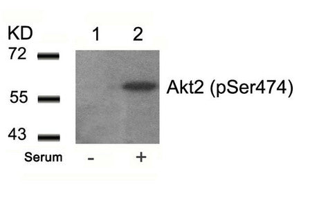 Western blot analysis of extracts from 293 cells untreated(lane 1) or treated with serum(lane 2) using Akt2(Phospho-Ser474) Antibody.Rabbit anti-Human AKT2 Polyclonal Antibody