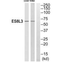 Western blot analysis of extracts from Cos7 cells and K562 cells, using ES8L3 antiobdy.Rabbit anti-Human EPS8L3 Polyclonal Antibody