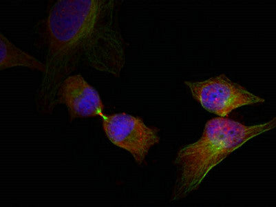 Immunofluorescence staining of methanol-fixed Hela cells showing cytoplasmic, nuclear, centrosomal, midbody staining using HSP27(Phospho-Ser78) Antibody.Rabbit anti-Human HSPB1 Polyclonal Antibody