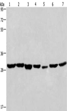 Gel: 10%SDS-PAGE, Lysate: 40 μg, Lane 1-7: 293T cells, A549 cells, human liver cancer tissue, PC3 cells, human placenta tissue, hela cells, mouse heart tissue, Primary antibody: PHB Antibody(PHB Antibody) at dilution 1/350, Secondary antibody: Goat anti rabbit IgG at 1/8000 dilution, Exposure time: 15 secondsRabbit anti-Human PHB Polyclonal Antibody