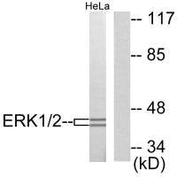Western blot analysis of extracts from HeLa cells, using ERK1/2 antibody.