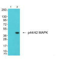 Western blot analysis of extracts from K562 cells (Lane 2), using p44/42 MAPK antiobdy. The lane on the left is treated with synthesized peptide.