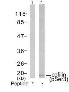 Western blot analysis of extracts from COLO205 cells using cofilin(Phospho-Ser3) Antibody(Lane 2) and the same antibody preincubated with blocking peptide(Lane1).Rabbit anti-Human CFL1 Polyclonal Antibody