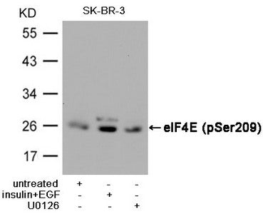 Western blot analysis of extracts from SK-BR-3 cells, untreated or  insulin and EGF treated, and pretreated with U0126 cells, using eIF4E (Phospho-Ser209) Antibody.Rabbit anti-Human EIF4E Polyclonal Antibody