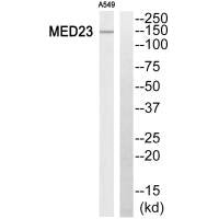 Western blot analysis of extracts from A549 cells, using MED23 antiobdy.