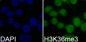 Immunofluorescence analysis of 293T cell using H3K36me3 antibody. Blue: DAPI for nuclear staining.Rabbit anti-Human HIST3H3 Polyclonal Antibody