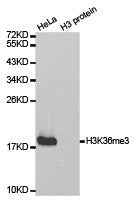 Western blot analysis of extracts of HeLa cell line and H3 protein expressed in E.coli., using H3K36me3antibody.Rabbit anti-Human HIST3H3 Polyclonal Antibody