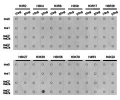 Dot-blot analysis of all sorts of methylation peptides using H3K36me3antibody.Rabbit anti-Human HIST3H3 Polyclonal Antibody