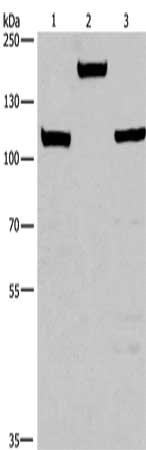 Gel: 10%SDS-PAGE, Lysate: 40 μg, Lane 1-3: Mouse kidney tissue, 293T cells, 231 cells, Primary antibody: TP53BP2 Antibody(TP53BP2 Antibody) at dilution 1/375, Secondary antibody: Goat anti rabbit IgG at 1/8000 dilution, Exposure time: 30 secondsRabbit anti-Human TP53BP2 Polyclonal Antibody