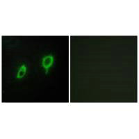 Immunofluorescence analysis of COS7 cells, using 14-3-3 γ antibody.Rabbit anti-Human YWHAG Polyclonal Antibody