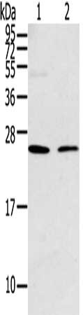 Gel: 12%SDS-PAGE, Lysate: 40 μg, Lane 1-2: Hela and Jurkat cell, Primary antibody: PARK7 Antibody(PARK7 Antibody) at dilution 1/200 dilution, Secondary antibody: Goat anti rabbit IgG at 1/8000 dilution, Exposure time: 15 secondsRabbit anti-Human PARK7 Polyclonal Antibody