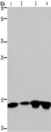 Gel: 10%SDS-PAGE, Lysate: 40 μg, Lane 1-4: Hela cells, 231 cells, K562 cells, human fetal brain tissue, Primary antibody: HIST1H2AB Antibody(HIST1H2AB Antibody) at dilution 1/250, Secondary antibody: Goat anti rabbit IgG at 1/8000 dilution, Exposure time: 5 minutesRabbit anti-Human HIST1H2AB Polyclonal Antibody
