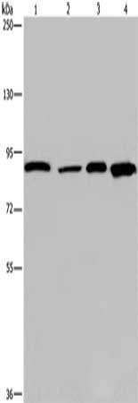 Gel: 6%SDS-PAGE, Lysate: 40 μg, Lane 1-4: Mouse heart tissue, Hela cells, HUVEC cells, mouse skin tissue, Primary antibody: JUP Antibody(JUP Antibody) at dilution 1/1150, Secondary antibody: Goat anti rabbit IgG at 1/8000 dilution, Exposure time: 10 seconds