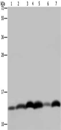 Gel: 10%SDS-PAGE, Lysate: 40 μg, Lane 1-6: LoVo cells, NIH/3T3 cells, 293T cells, mouse thymus tissue, Hela cells, mouse pancreas tissue, Primary antibody: HIST1H4A Antibody(HIST4H4 Antibody) at dilution 1/250, Secondary antibody: Goat anti rabbit IgG at 1/8000 dilution, Exposure time: 10 secondsRabbit anti-Human HIST1H4A Polyclonal Antibody
