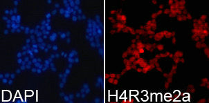 Immunofluorescence analysis of 293T cell using H4R3me2a antibody. Blue: DAPI for nuclear  staining.Rabbit anti-Human HIST3H3 Polyclonal Antibody