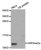 Western blot analysis of extracts of HeLa cell line and H3 protein expressed in E.coli., using H4R3 me2a antibody.Rabbit anti-Human HIST3H3 Polyclonal Antibody