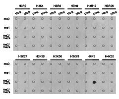 Dot-blot analysis of all sorts of methylation  peptidesusing H4R3 me2a antibody.Rabbit anti-Human HIST3H3 Polyclonal Antibody