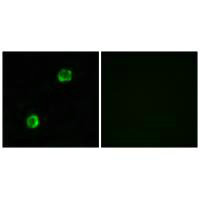 Immunofluorescence analysis of MCF-7cells, using APOL2 antibody.Rabbit anti-Human APOL2 Polyclonal Antibody