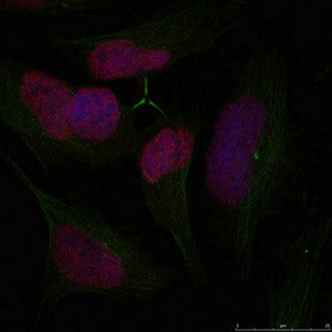 Immunofluorescence staining of methanol-fixed Hela cells using Histone H2A.X(Ab-139) Antibody.Rabbit anti-Human H2AFX Polyclonal Antibody