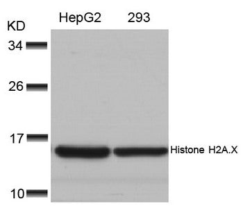 Western blot analysis of extracts from HepG2 and 293 cells using Histone H2A.X(Ab-139) Antibody.Rabbit anti-Human H2AFX Polyclonal Antibody