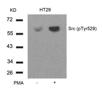Western blot analysis of extracts from HT29 cells untreated or treated with PMA using Src(Phospho-Tyr529) Antibody.Rabbit anti-Human SRC Polyclonal Antibody