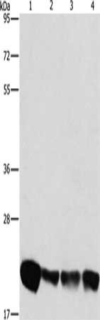 Gel: 8%SDS-PAGE, Lysate: 40 μg, Lane 1-4: A549 cells, K562 cells, hela cells, hepG2 cells, Primary antibody: PEBP1 Antibody(PEBP1 Antibody) at dilution 1/475, Secondary antibody: Goat anti rabbit IgG at 1/8000 dilution, Exposure time: 40 secondsRabbit anti-Human PEBP1 Polyclonal Antibody