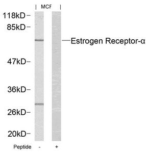 Western blot analysis of extracts from MCF cells using Estrogen Receptor-a(Ab-167) Antibody and the same antibody preincubated with blocking peptide.Rabbit anti-Human ESR1 Polyclonal Antibody