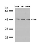 Western blot analysis of extracts from MDA, 293 and Hela cells using MKK6(Ab-207) Antibody.