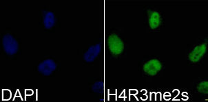 Immunofluorescence analysis of 293T cell using H4R3me2s antibody. Blue: DAPI for nuclear  staining.Rabbit anti-Human HIST3H3 Polyclonal Antibody
