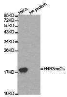 Western blot analysis of extracts of HeLa cell line and H4 protein expressed in E.coli., using H4R3me2s antibody.Rabbit anti-Human HIST3H3 Polyclonal Antibody
