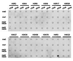 Dot-blot analysis of all sorts of methylation peptidesusing H4R3me2s antibody.Rabbit anti-Human HIST3H3 Polyclonal Antibody