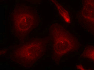 Immunofluorescence staining of methanol-fixed Hela cells using SHP-2(Ab-580) Antibody.Rabbit anti-Human PTPN11 Polyclonal Antibody