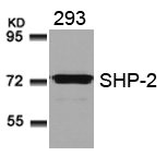 Western blot analysis of extracts from 293 cells using SHP-2(Ab-580) Antibody.Rabbit anti-Human PTPN11 Polyclonal Antibody
