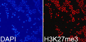 Immunofluorescence analysis of 293T cell using H3K27me3 antibody. Blue: DAPI for nuclear staining.Rabbit anti-Human HIST3H3 Polyclonal Antibody