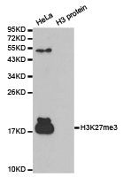 Western blot analysis of extracts of HeLa cell line and H3 protein expressed in E.coli., using H3K27me3antibody.Rabbit anti-Human HIST3H3 Polyclonal Antibody