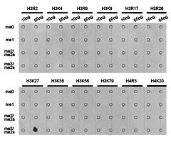 Dot-blot analysis of all sorts of methylation peptides using H3K27me3 antibody.Rabbit anti-Human HIST3H3 Polyclonal Antibody