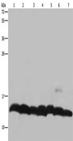 Gel: 10%SDS-PAGE, Lysate: 40 μg, Lane 1-7: K562 cells, mouse pancreas tissue, Hela cells, mouse thymus tissue, 293T cells, NIH/3T3 cells, LoVo cells, Primary antibody: HIST1H4A Antibody(HIST4H4 Antibody) at dilution 1/300, Secondary antibody: Goat anti rabbit IgG at 1/8000 dilution, Exposure time: 10 secondsRabbit anti-Human HIST1H4A Polyclonal Antibody