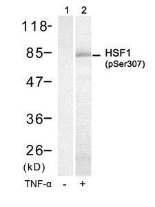 Western blot analysis of extracts from HUVEC cells untreated(lane 1) or treated with TNF-a(lane 2) using HSF1(Phospho-Ser307) Antibody.Rabbit anti-Human HSF1 Polyclonal Antibody