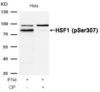 Western blot analysis of extracts from Hela cells, treated with IFNa or calf intestinal phosphatase (CIP), using HSF1 (Phospho-Ser307) Antibody.Rabbit anti-Human HSF1 Polyclonal Antibody