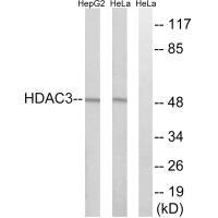Western blot analysis of extracts from HepG2 cells, using HDAC3 antibody.Rabbit anti-Human HDAC3 Polyclonal Antibody