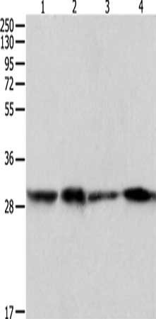 Gel: 12%SDS-PAGE, Lysate: 60 μg, Lane 1-4: Hela cells, 293T cells, 231 cells, A549 cells, Primary antibody: PRDX6 Antibody(PRDX6 Antibody) at dilution 1/300, Secondary antibody: Goat anti rabbit IgG at 1/8000 dilution, Exposure time: 1 secondRabbit anti-Human PRDX6 Polyclonal Antibody