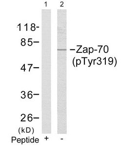 Western blot analysis of extracts from Jurkat cells using Zap-70(Phospho-Tyr319) Antibody(Lane 2) and the same antibody preincubated with blocking peptide(Lane1).Rabbit anti-Human ZAP70 Polyclonal Antibody