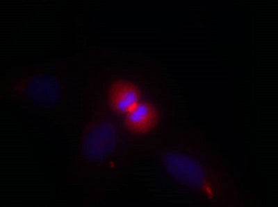 Immunofluorescence staining of methanol-fixed Hela cells using AKT1(Ab-450) Antibody.Rabbit anti-Human AKT1 Polyclonal Antibody
