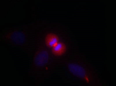 Immunofluorescence staining of methanol-fixed Hela cells using AKT1(Ab-450) Antibody.Rabbit anti-Human AKT1 Polyclonal Antibody