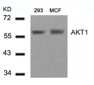Western blot analysis of extracts from 293 and MCF cells using AKT1(Ab-450) Antibody.Rabbit anti-Human AKT1 Polyclonal Antibody
