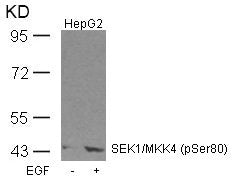 Western blot analysis of extracts from HepG2 cells untreated or treated with EGF using SEK1/MKK4(Phospho-Ser80) Antibody.