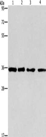 Gel: 10%SDS-PAGE, Lysate: 40 μg, Lane 1-4: 293T cells, hepG2 cells, hela cells, A549 cells, Primary antibody: INHBC Antibody(INHBC Antibody) at dilution 1/550, Secondary antibody: Goat anti rabbit IgG at 1/8000 dilution, Exposure time: 1 minute